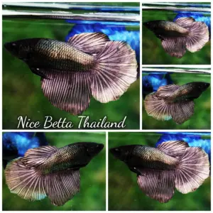 Betta Fish Female Copper Gold HM