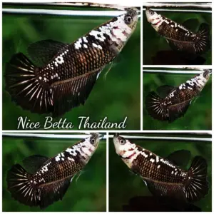 Betta Fish Female Black Samurai HM