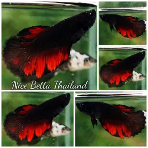 Betta Fish Female Dark Vampire HM