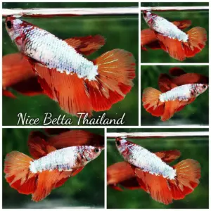 Betta Fish Female Dragon Fire Fin HM
