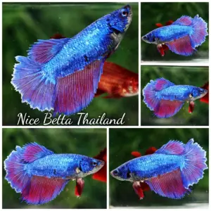 Betta Fish Female Blue & Lavender HM