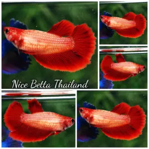 Betta Fish Female Super Red HM