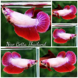 Betta Fish Female Princess Snow Lavender HM
