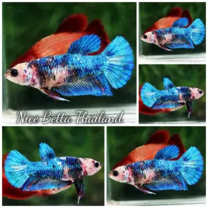 Betta Fish Female Blue Sapphire Koi HMPK