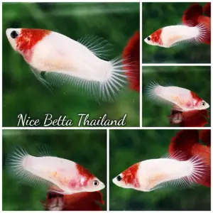 Betta Fish Female Tunjo Koi HMPK