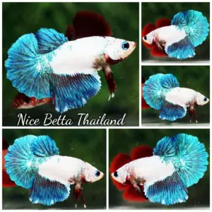 Betta Fish Female Blue Dragon HM