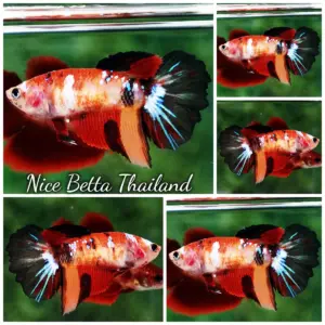 Betta Fish Female Candy Nemo Koi Classic HM