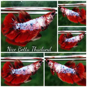 Betta Fish Female Fancy Dragon Fire HM