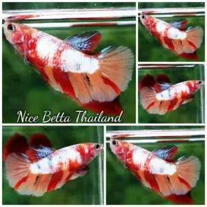 Betta Fish Female Candy Nemo Classic HM