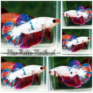 Betta Fish Female Fancy Magical Series HM