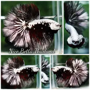 Betta Fish The Samurai Dragon Warrior Rosetail OHM