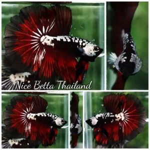 Betta Fish Vampire Samurai Rosetail OHM