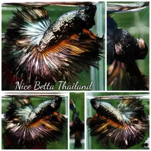 Betta Fish Copper Mustard Warrior Hawk OHM