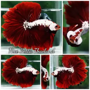 Betta Fish Red Samurai Warrior Feather tail OHM