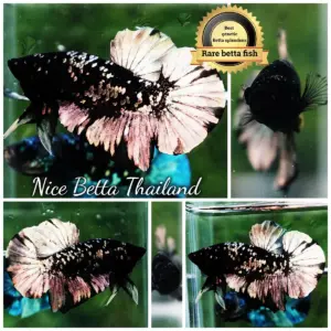 Betta Fish The Dark Gold Nebula Shadow HMPK (Rare)