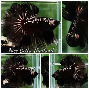 Betta Fish Black Hole Warrior Star Rosetail OHM