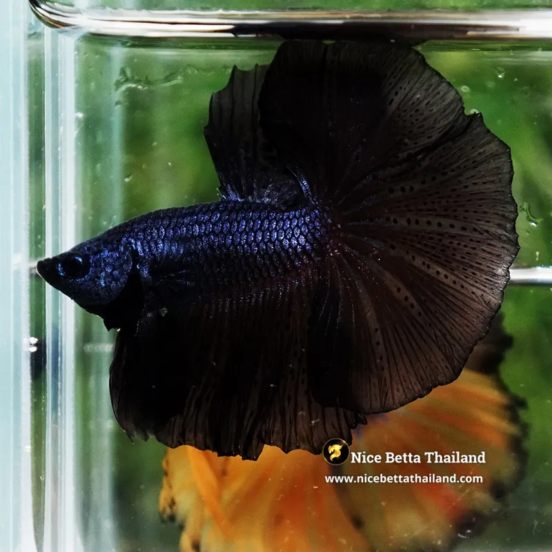 Betta Fish Black Melano OHM