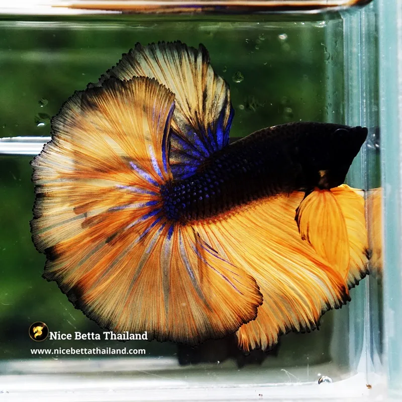 Betta Fish Black Mustard Gas Pumpkin Sky Hawk OHM