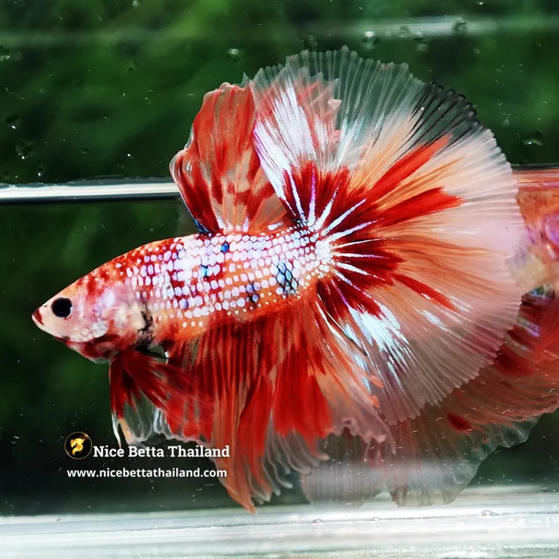Betta Fish Blaze Burn Firer Fancy OHM