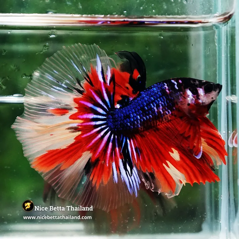 Betta Fish Blue On Fire OHM