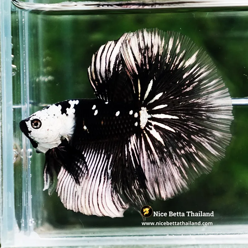 Betta Fish Killer Shadow Black Star Samurai Helmet (Ultra Rare)
