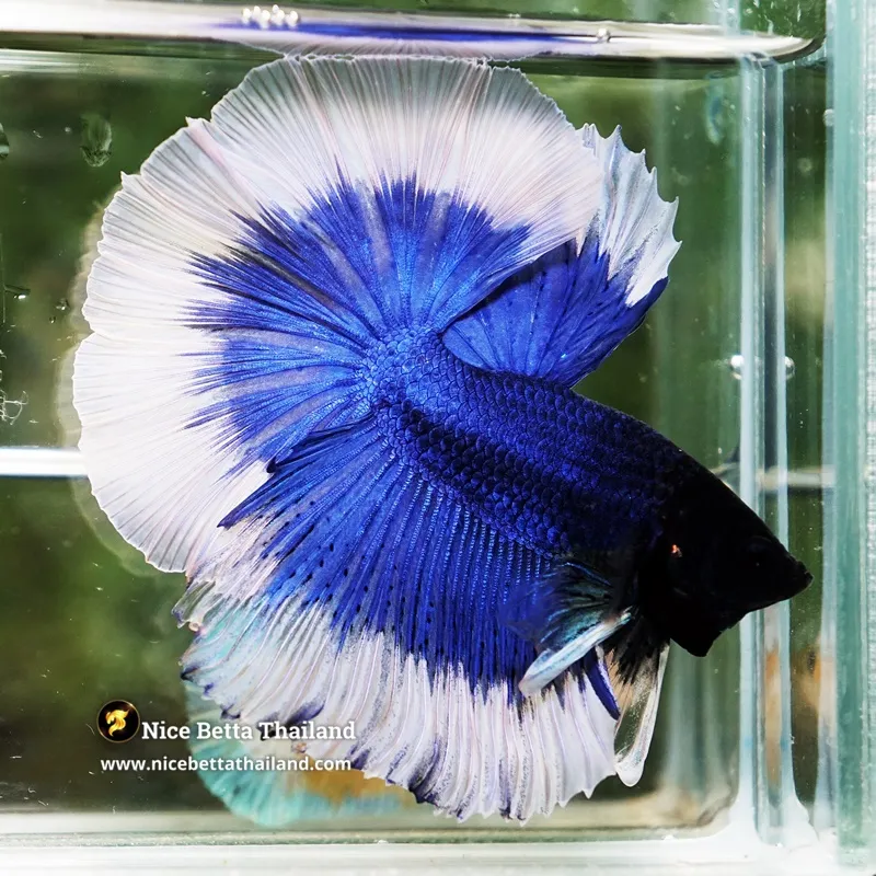 Betta Fish The Blue Butterfly OHM