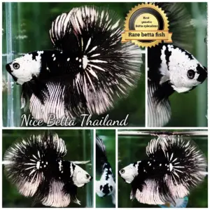 Betta Fish Killer Shadow Black Star Samurai Helmet (Ultra Rare)