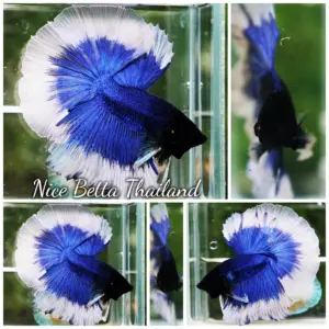 Betta Fish The Blue Butterfly OHM