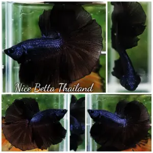 Betta Fish Black Melano OHM