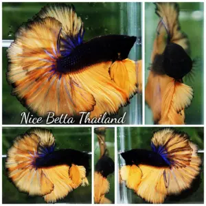 Betta Fish Black Mustard Gas Pumpkin Sky Hawk OHM