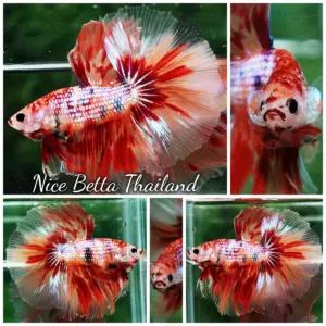 Betta Fish Blaze Burn Firer Fancy OHM