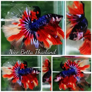 Betta Fish Blue On Fire OHM