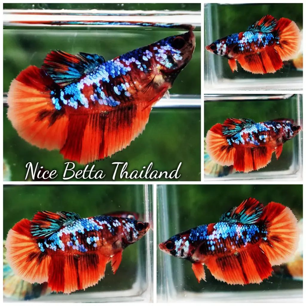 Betta Fish Female Emerald Nemo Galaxy HM For Sale By Nice Betta