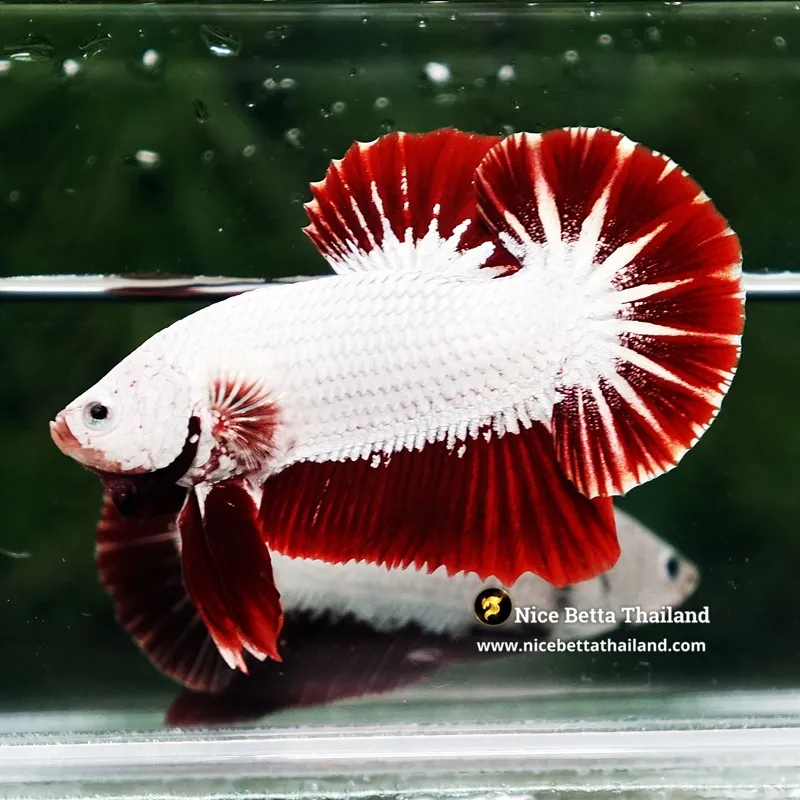 Betta Fish Red Dragon HMPK