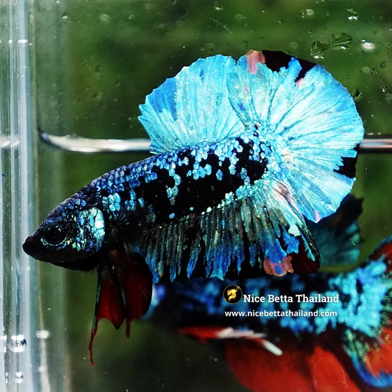 Betta Fish Blue Black Star Avatar Nebula HMPK