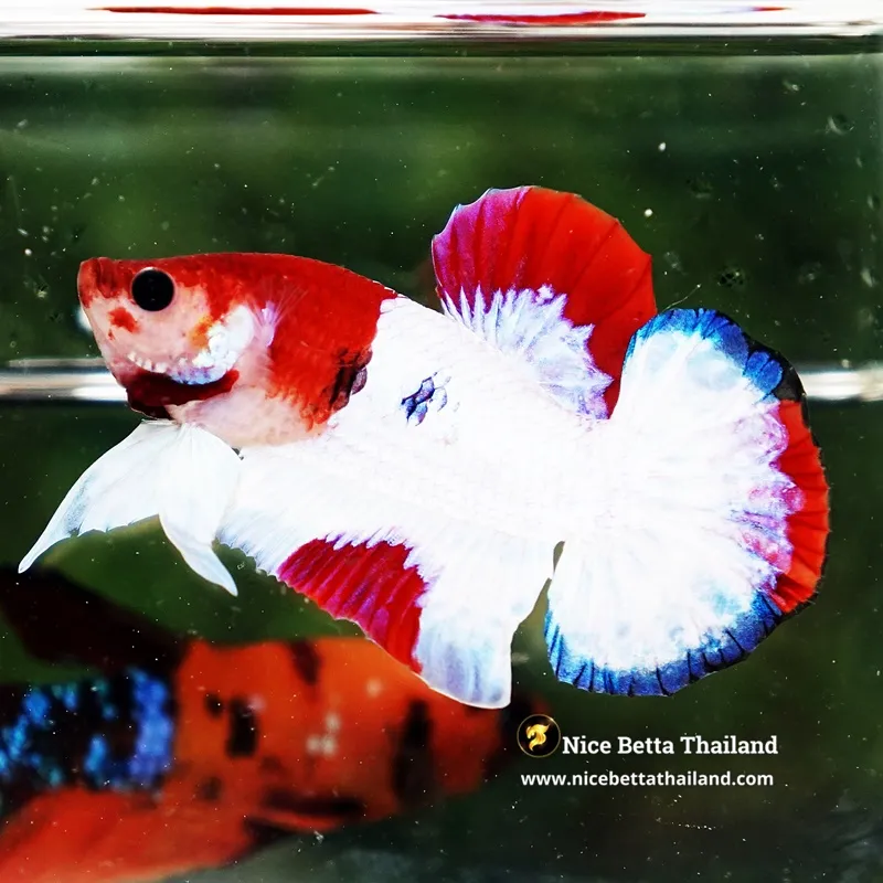 Betta Fish KOHAKU – The Red & White Prince HMPK