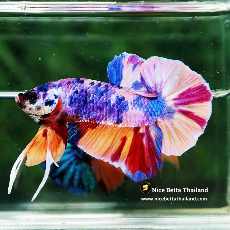 Betta Fish Rainbow Candy Multicolor OHMPK