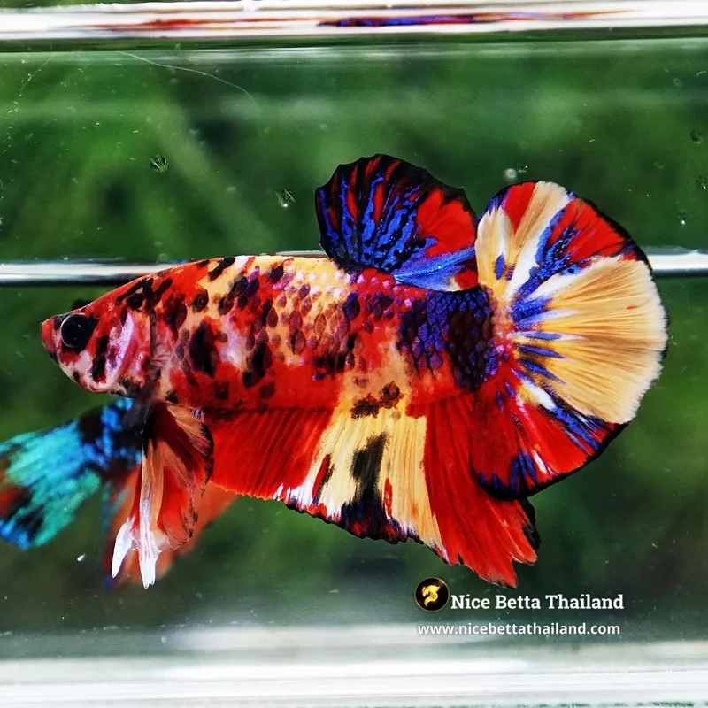 Betta Fish Candy Nemo Yellow Base HMPK