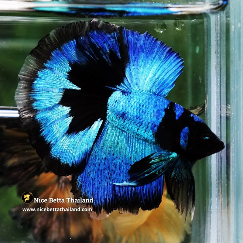 Betta Fish SUSANOO Electric Blue Black Ring HM (Ultra Rare)