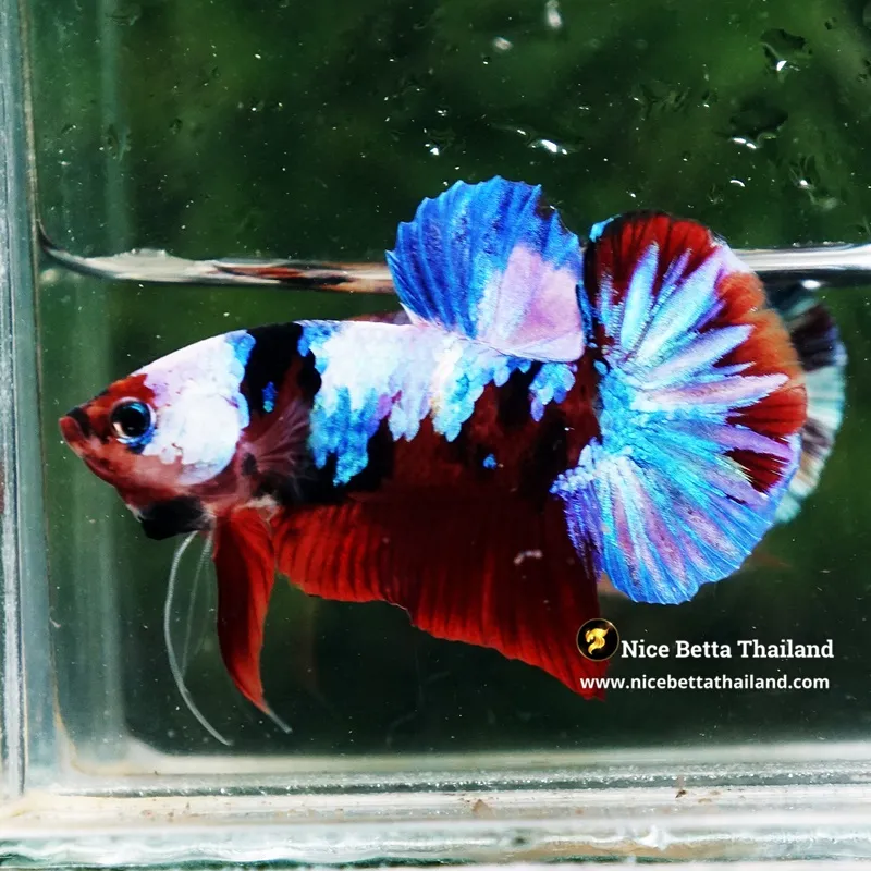 Betta Fish Ruby Galaxy Black Scarf HMPK