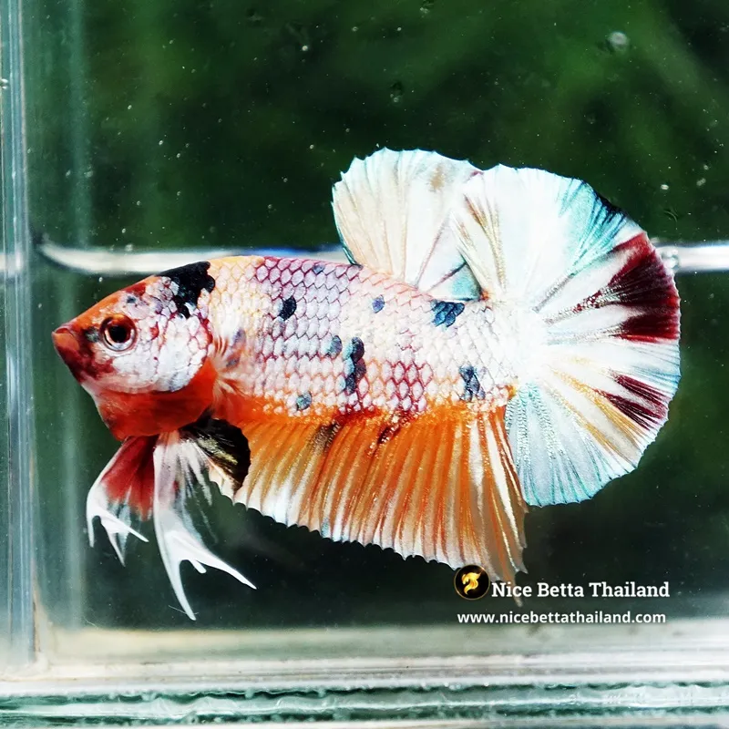 Betta Fish Honey Leopard Fancy HMPK