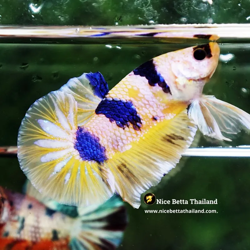 Betta Fish Indigo Lantern Fancy HMPK