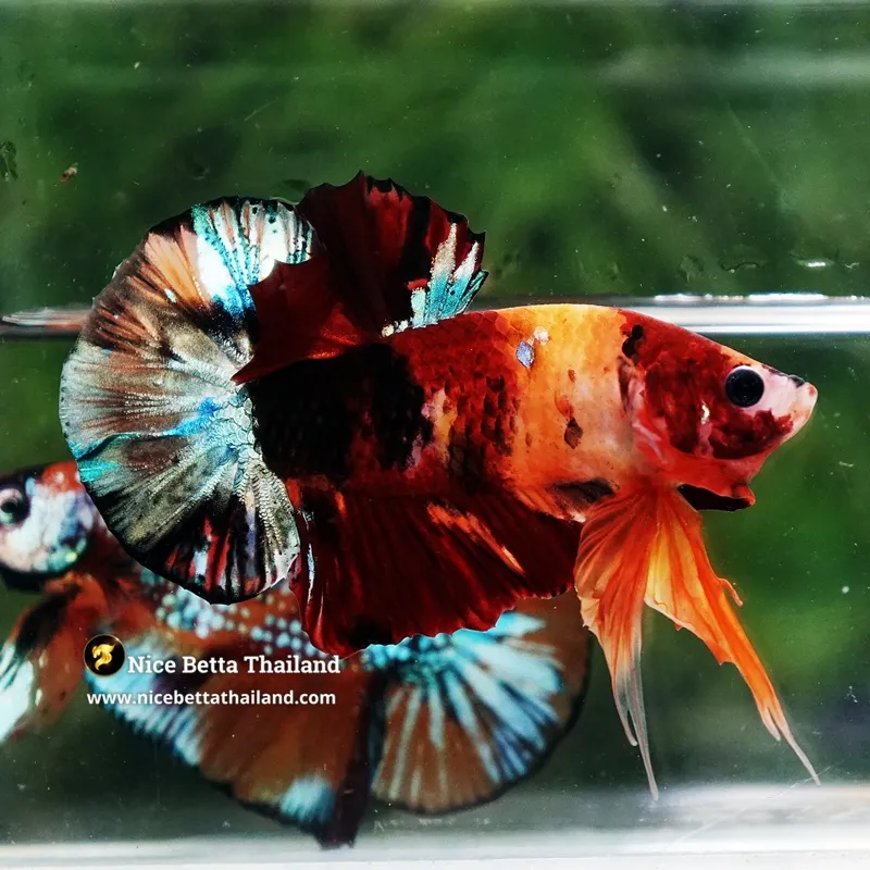 Betta Fish Infernal Mosaic Nemo HMPK