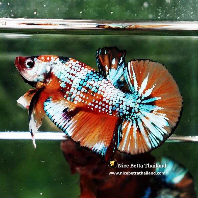 Betta Fish Amber Firefly Candy HMPK