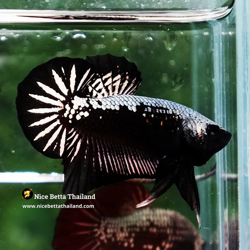 Betta Fish Black Hole Samurai HMPK