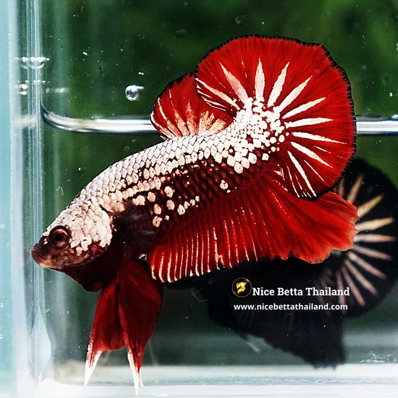 Betta Fish Red BloodSeeker Samurai HMPK