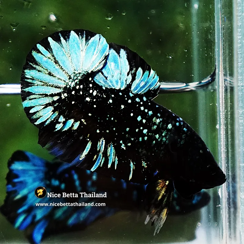 Betta Fish Blue Black Star Avatar Nebula HMPK