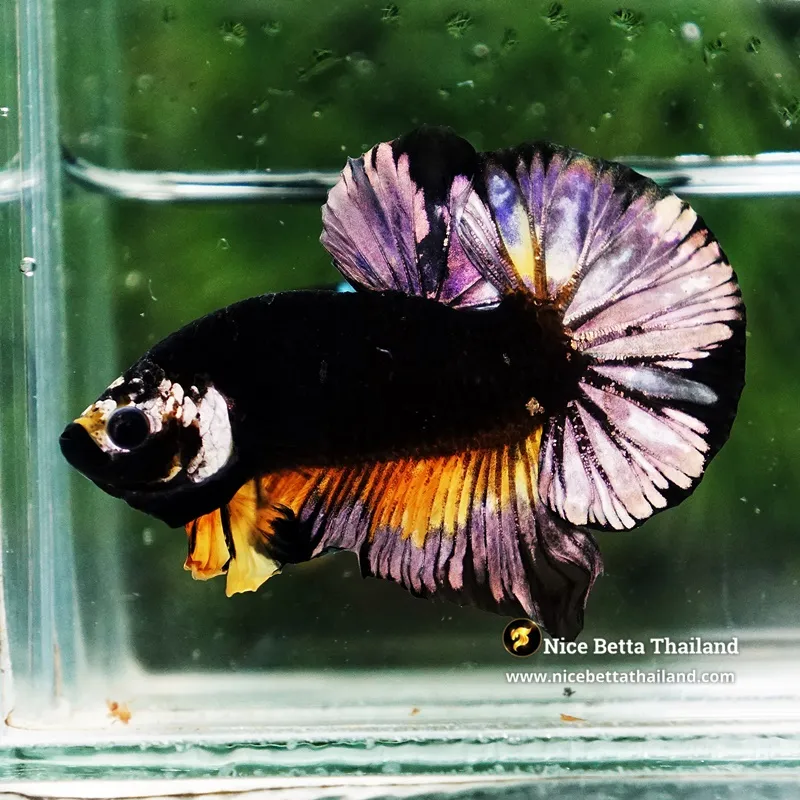 Betta Fish Helmet Black Copper Warrior HMPK