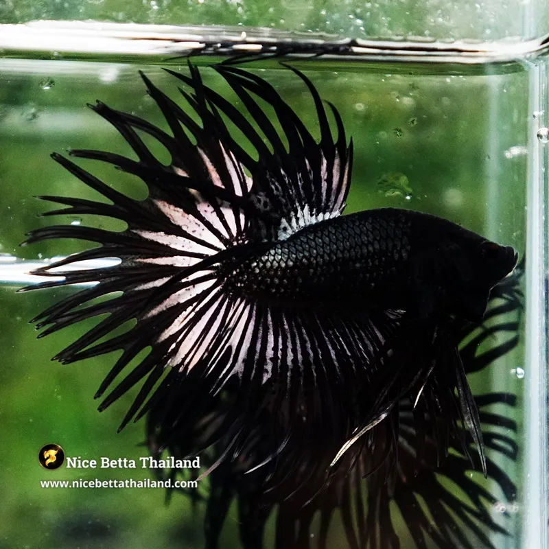 Betta Fish The Dark Black Hole CT