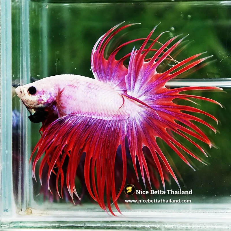 Betta Fish Pink Snow Poison CT